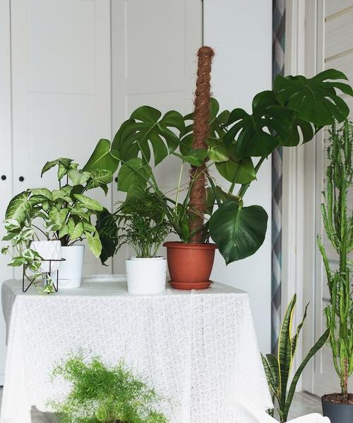 送给领导的绿植推荐有哪些？选择领导绿植的技巧？
