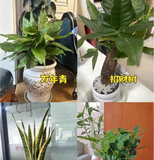 送给领导的绿植推荐有哪些？选择领导绿植的技巧？