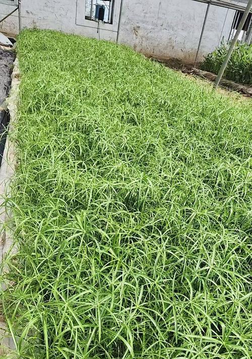 旱伞草怎么养？旱伞草的养护技巧有哪些？