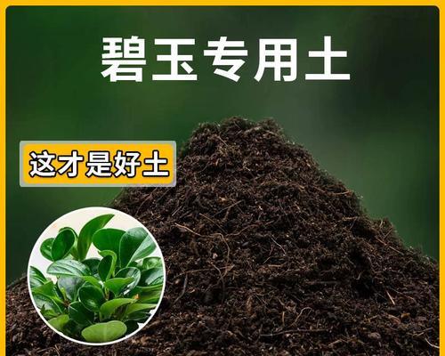 碧玉植物适宜的土壤类型是什么？