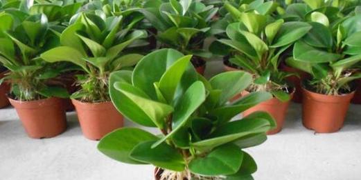 碧玉植物适宜的土壤类型是什么？