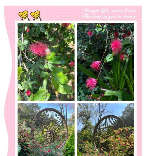 福州适合种什么花？福州地区适宜种植的花卉品种推荐？