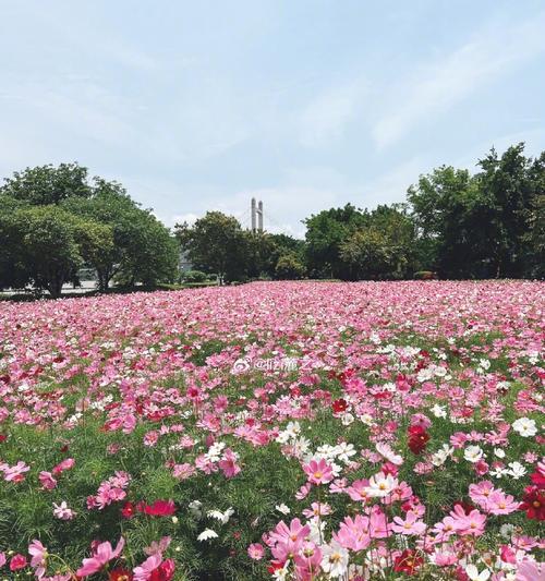 福州适合种什么花？福州地区适宜种植的花卉品种推荐？