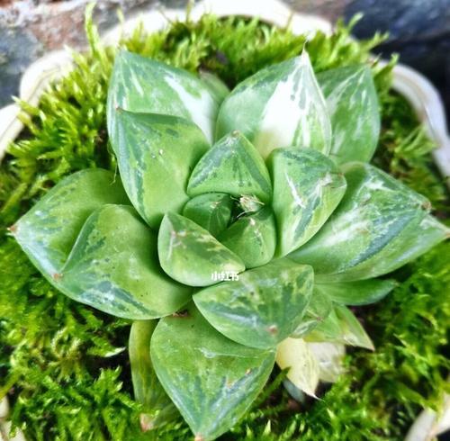 宝草锦的养殖技巧和常见问题？