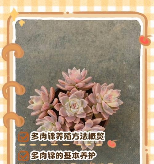 宝草锦的养殖技巧和常见问题？
