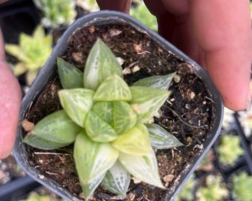 宝草锦的养殖技巧和常见问题？