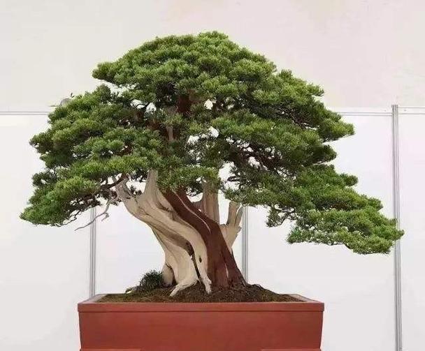 室内盆景有哪些品种？如何选择适合的盆景？