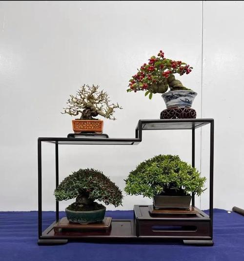 室内盆景有哪些品种？如何选择适合的盆景？