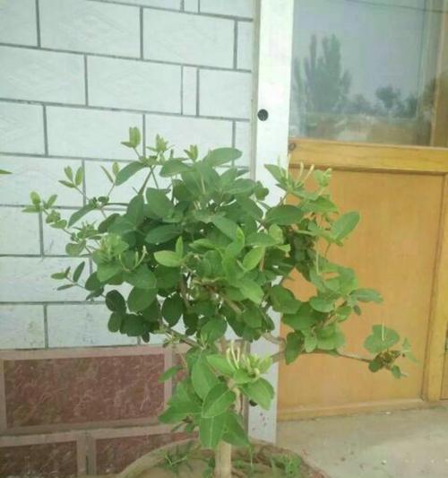 金银花盆景根部不粗壮怎么办？