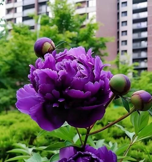 自然界中有哪些常见的紫花植物？