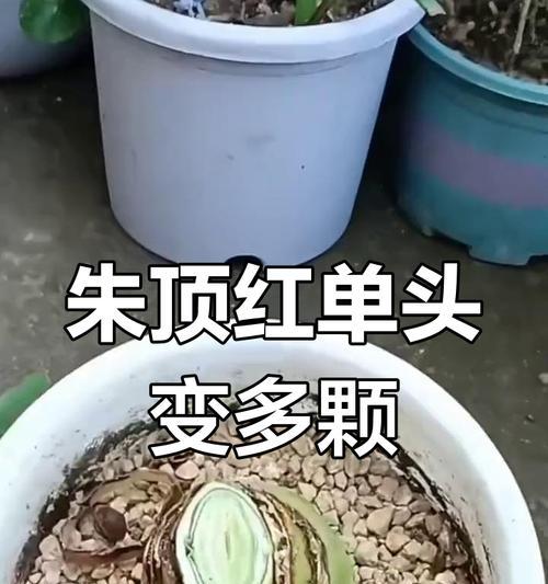 朱顶红催根的有效方法是什么？