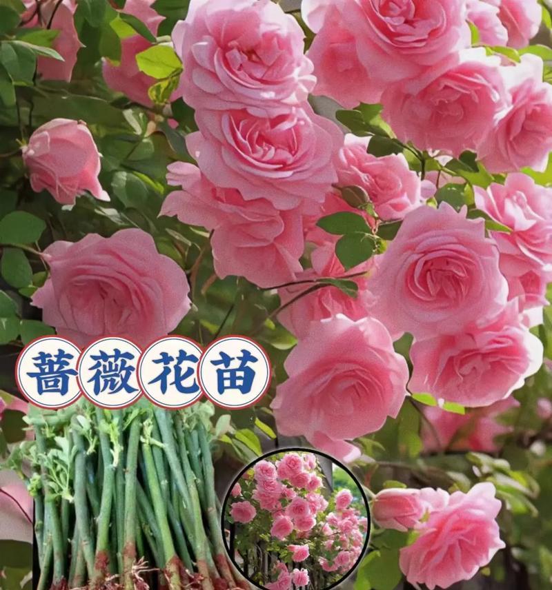 蔷薇花盆栽养护技巧是什么？