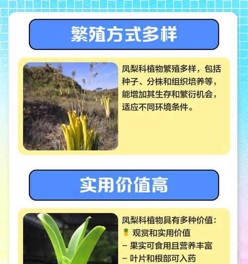 凤梨属于哪个植物科？