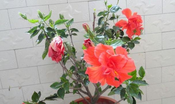 扶桑花插扦繁殖的正确步骤是什么？