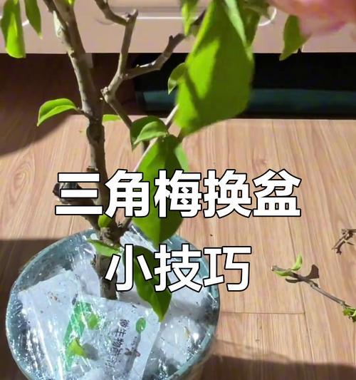三角梅的养殖技巧有哪些？如何让三角梅花开得更美？