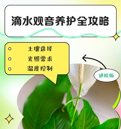 滴水观音的养护方法有哪些？如何处理黄叶问题？