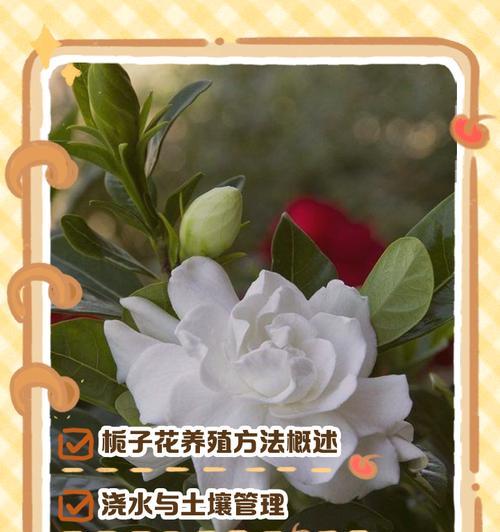 枝子花的养护方法是什么？有哪些常见问题？