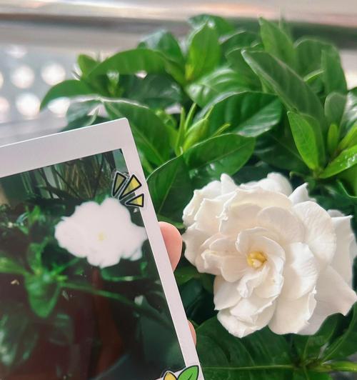 枝子花的养护方法是什么？有哪些常见问题？