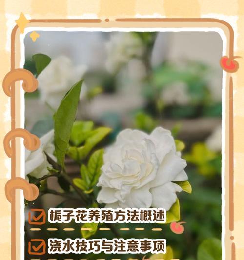 枝子花的养护方法是什么？有哪些常见问题？