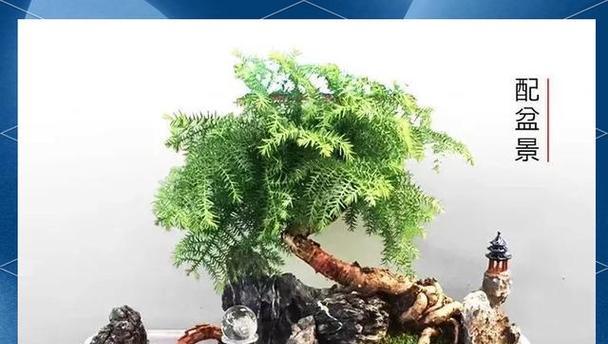 假山盆景制作的步骤是什么？