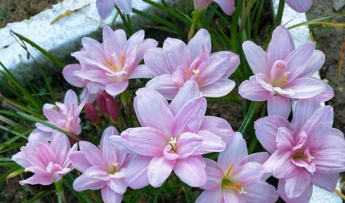 秋季适合养哪些花？