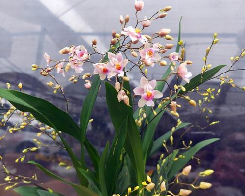 秋季适合养哪些花？