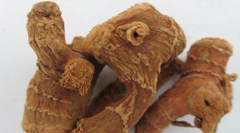 姜有哪些不同品种？各自特点是什么？