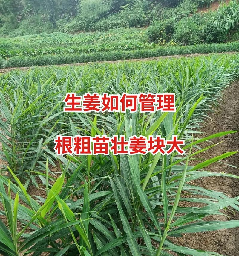 姜有哪些不同品种？各自特点是什么？