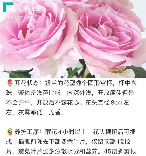 鲜切花公主花品种有哪些？如何挑选最新鲜的公主花？