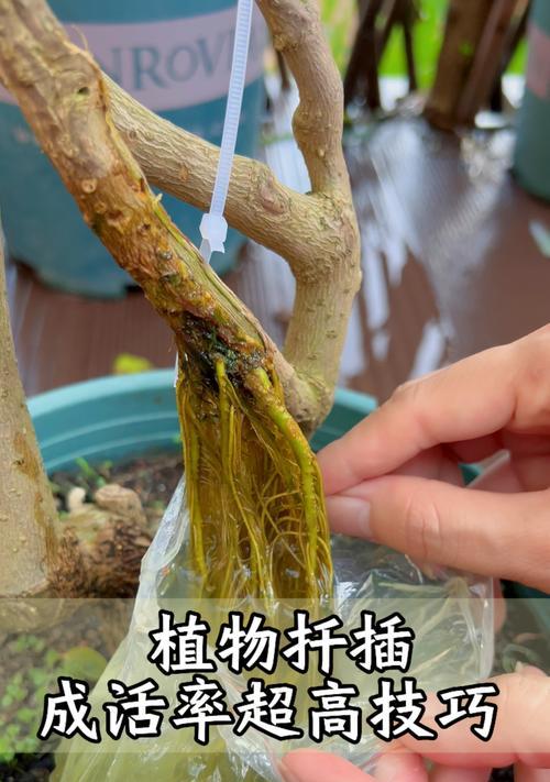 子持莲华扦插方法及注意事项？