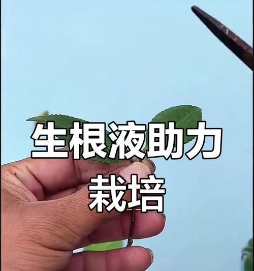 剪下的花如何快速生根？有哪些生根技巧？