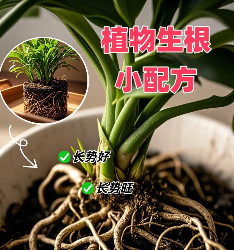 剪下的花如何快速生根？有哪些生根技巧？