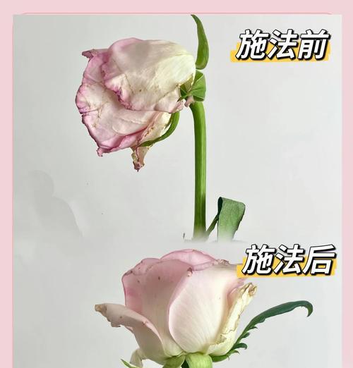 剪下的花如何快速生根？有哪些生根技巧？