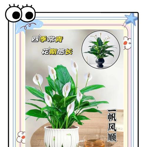 白掌花品种有哪些？如何选择适合的白掌花品种？