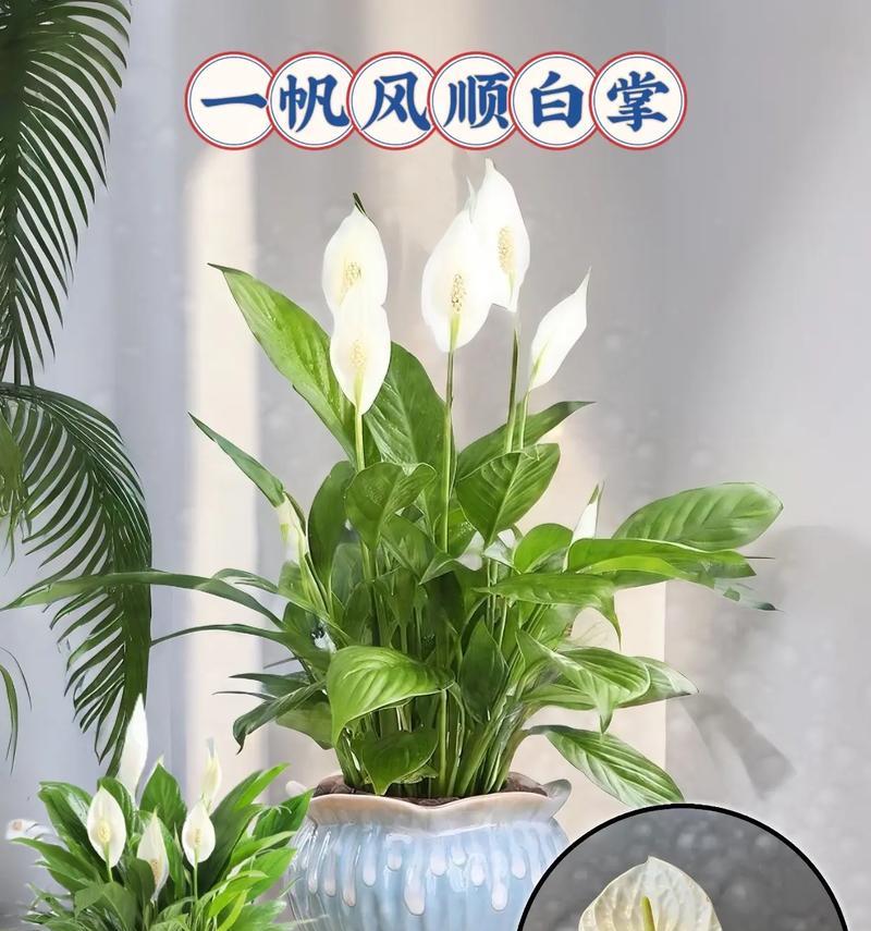 白掌花品种有哪些？如何选择适合的白掌花品种？