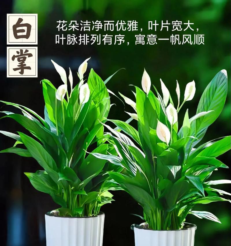 白掌花品种有哪些？如何选择适合的白掌花品种？