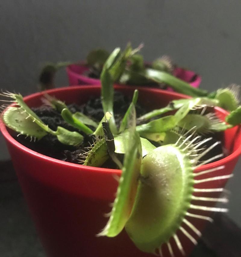 捕蝇草有哪些品种？各自的捕虫能力如何？