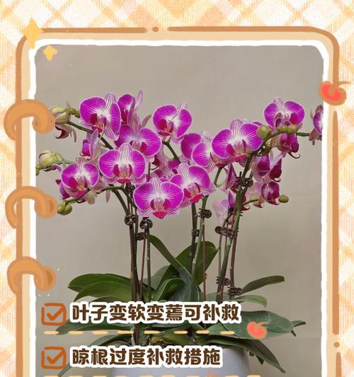 烂叶蝴蝶兰的挽救措施是什么？