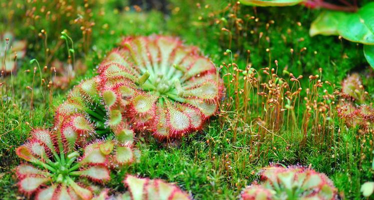 食虫植物有哪些种类？食虫植物的养护和种植方法是什么？
