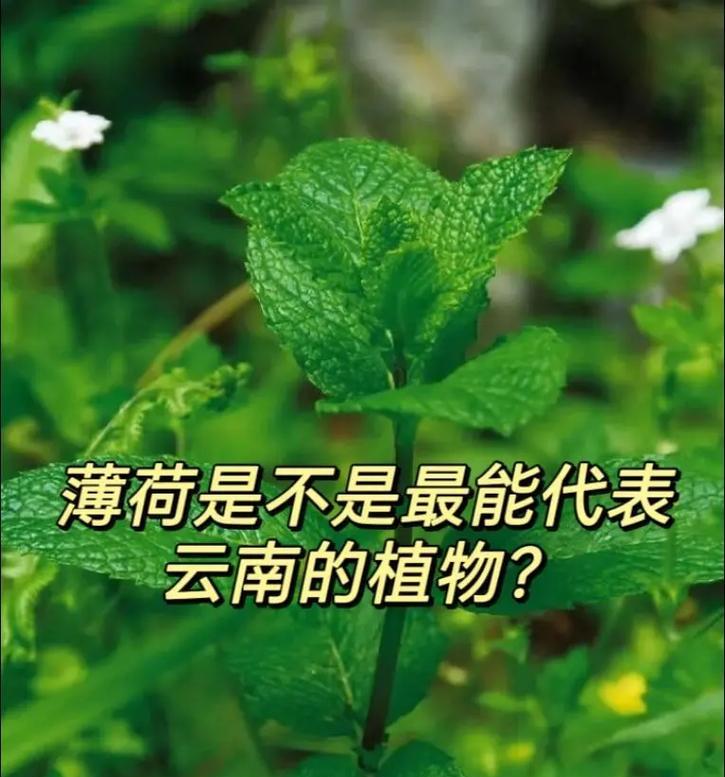 绿色植物有哪些品种？如何选择适合自己的绿色植物？