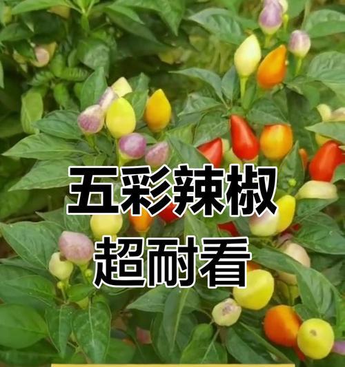 五彩椒种植的步骤和技巧？