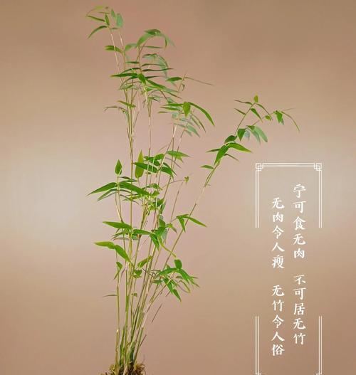 移栽竹子后的浇水管理是什么？