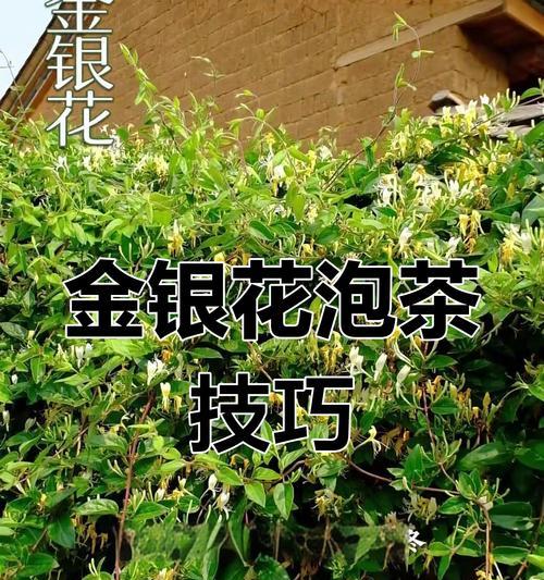 金银花的正确养殖方法是什么？