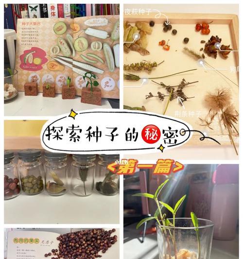 转运竹种子种植的步骤和技巧是什么？
