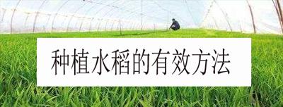 转运竹种子种植的步骤和技巧是什么？