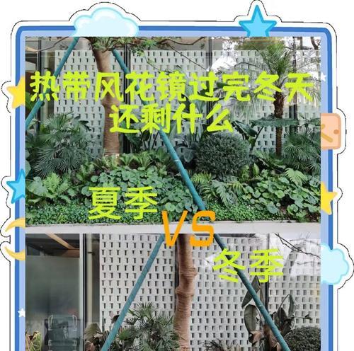 家养植物冬季如何过冬？防冻措施有哪些？