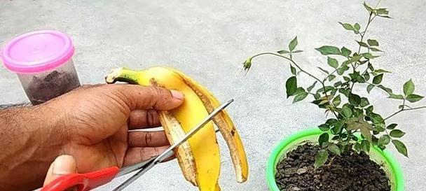 自制花肥的步骤和注意事项有哪些？