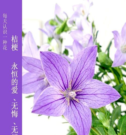 红梅花的种植方法和养护要点是什么？
