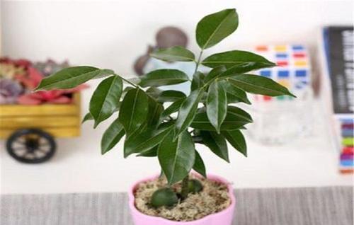 红梅花的种植方法和养护要点是什么？