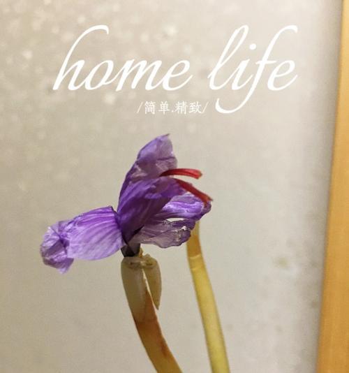 红梅花的种植方法和养护要点是什么？